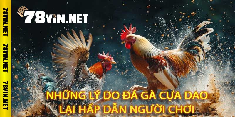 Đá Gà Cựa Dao